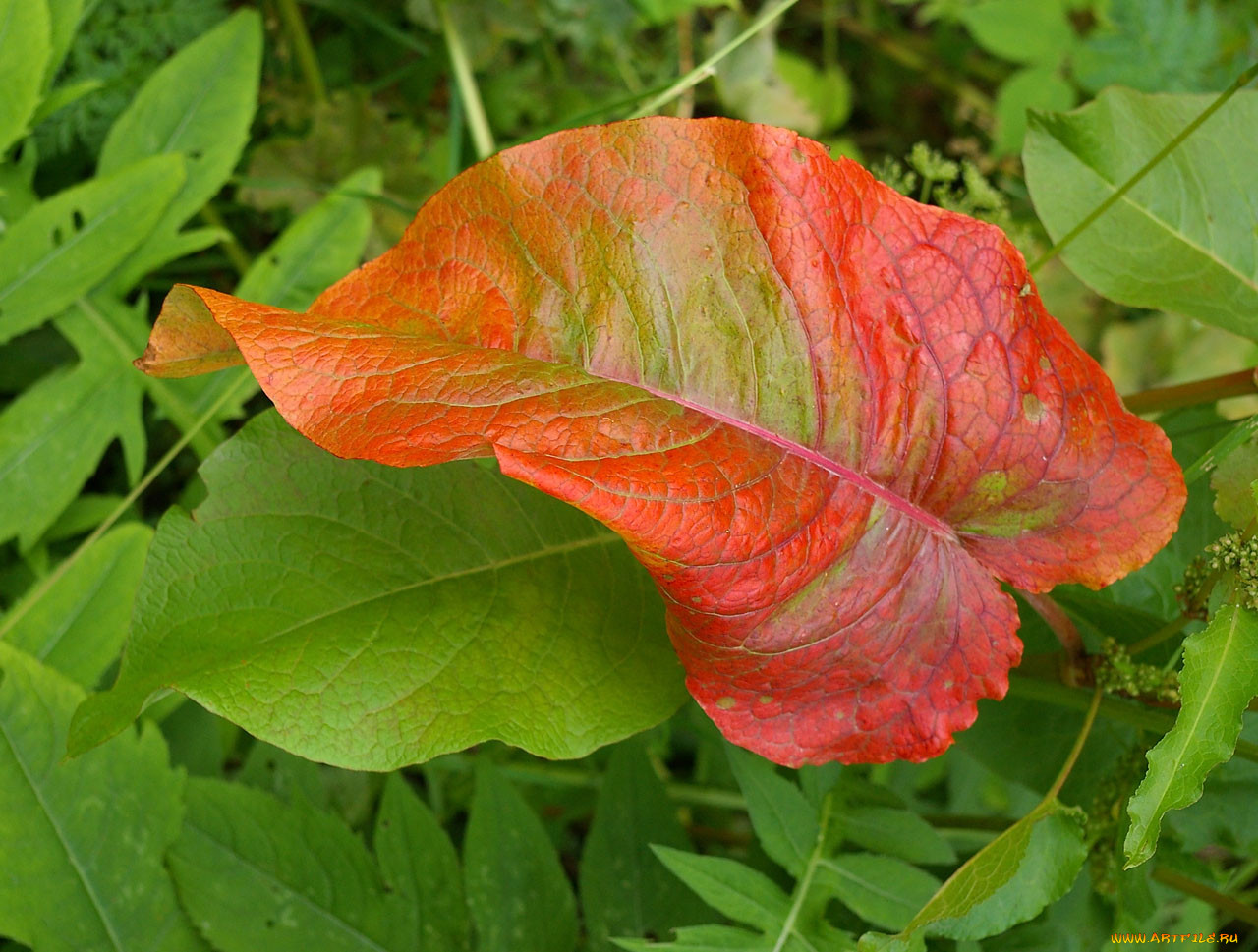 Красные края листьев. Болезни щавеля. Щавель с красными листьями. Листья щавеля покраснели. Щавель с красными листвой.